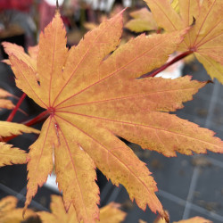 Acer shirasawanum autumn moon