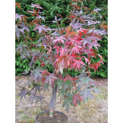 Acer palmatum 'red emperor' 7 l