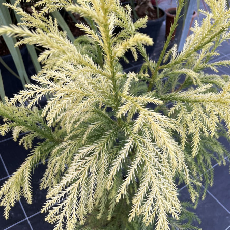 Cryptomeria Sekkan Sugi