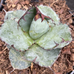 Agave titanota black and blue