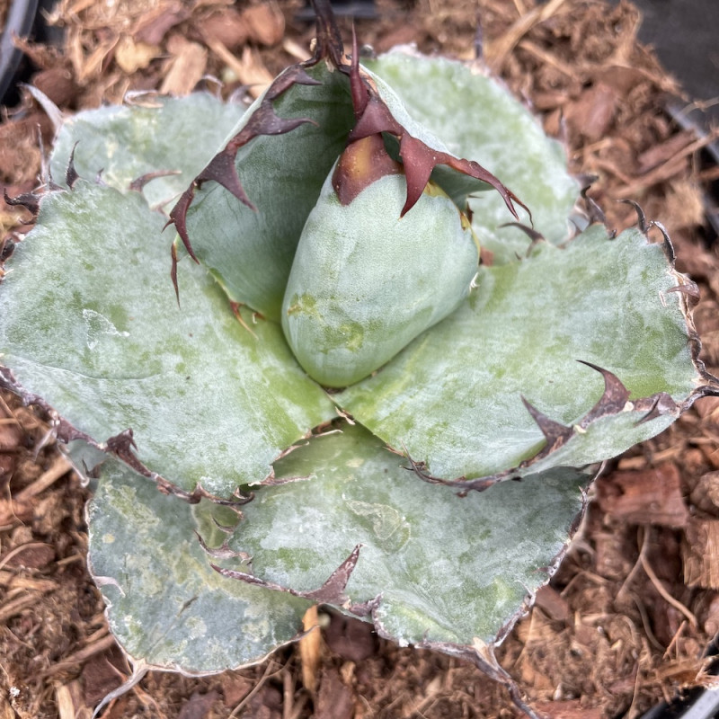 Agave titanota black and blue