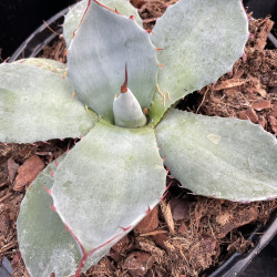 Agave truncata superba