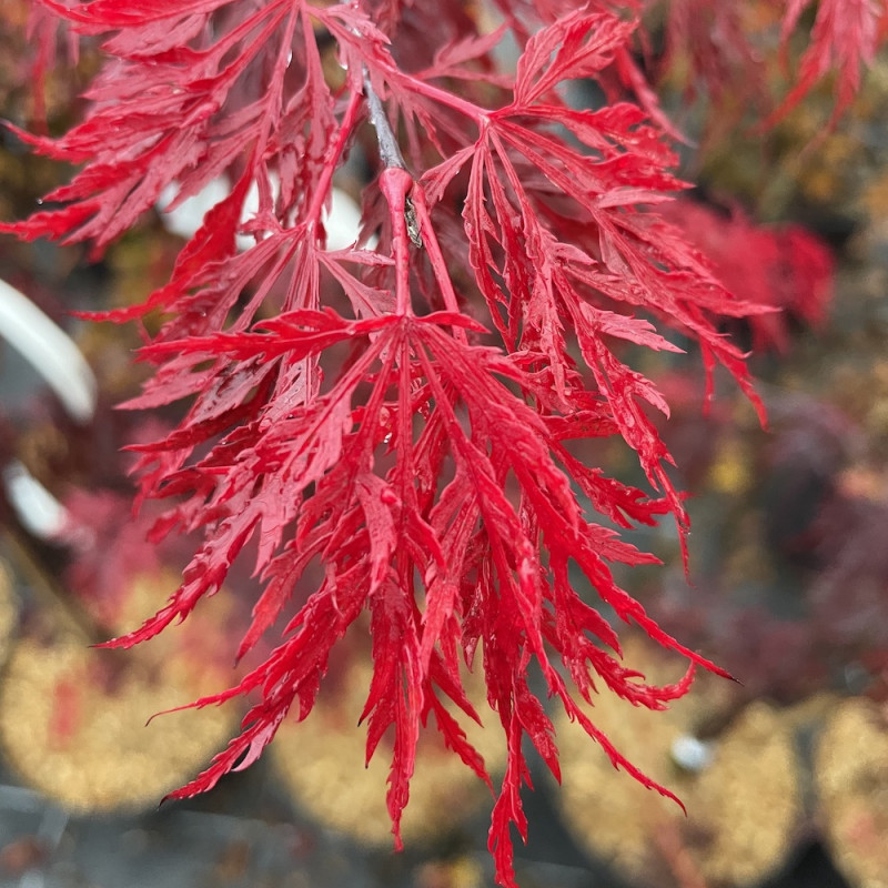Acer palmatum red dragon
