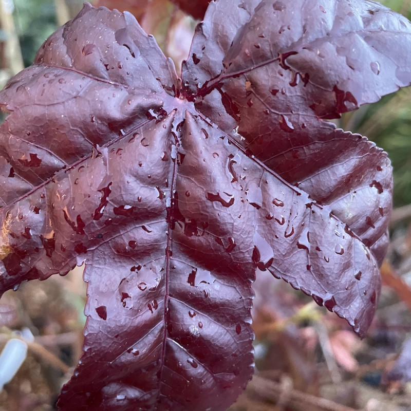 Liquidambar styraciflua 'dark autumn'