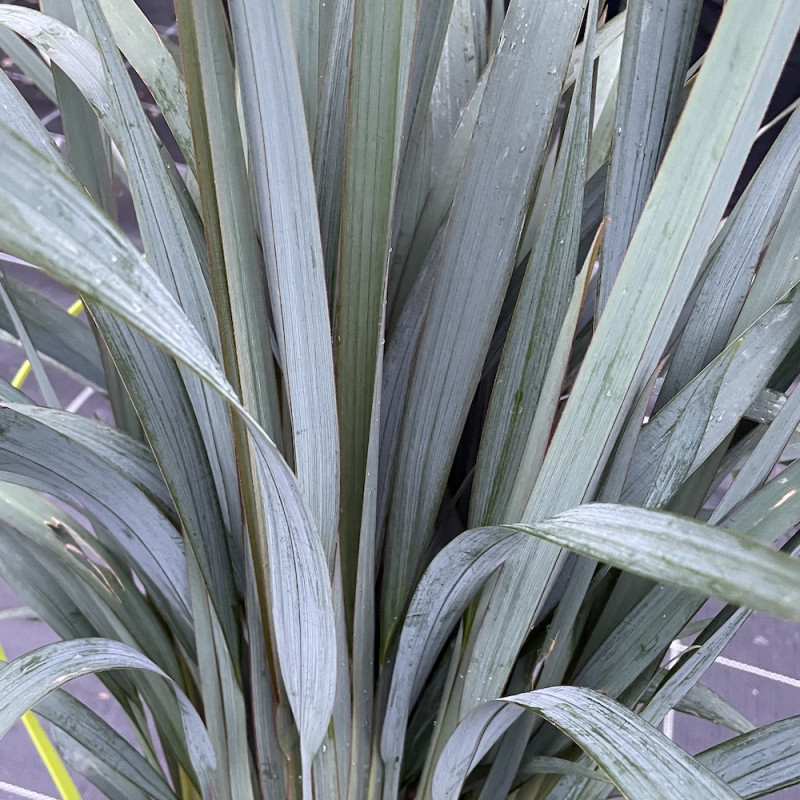 Dianella blue stream