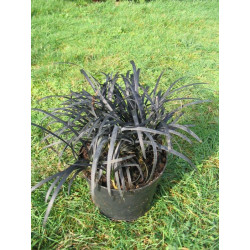 Ophiopogon 'nigrescens'