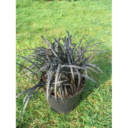 Ophiopogon 'nigrescens'