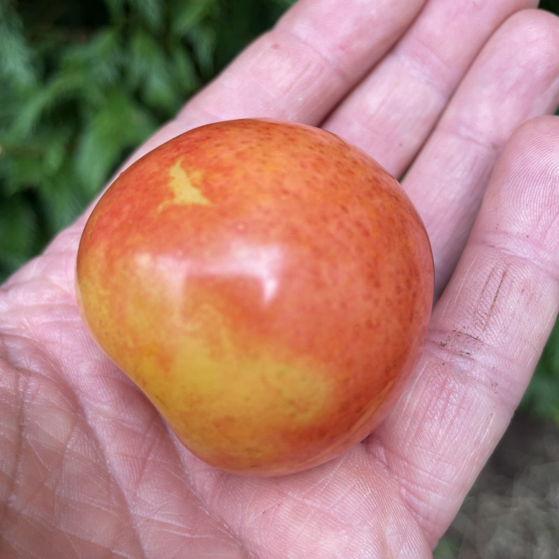 Prunus salicina surpriso di primavera, prunier