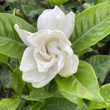 Gardenia grandenia®