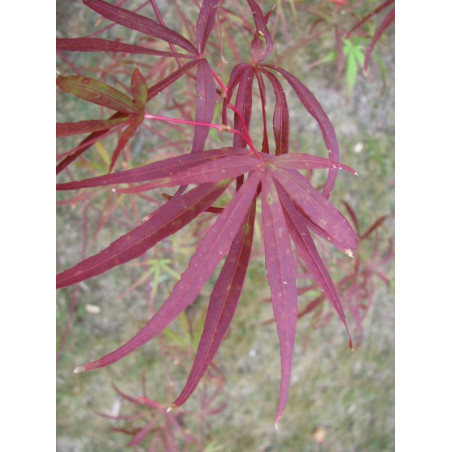 Acer scolopendrifolium
