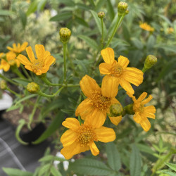 Tagetes lemmonii tangerine...