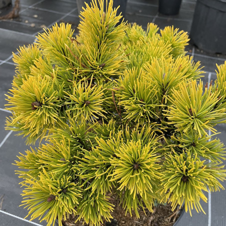 Pinus mugo little gold star