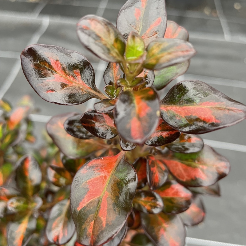 Coprosma after the rainbow®