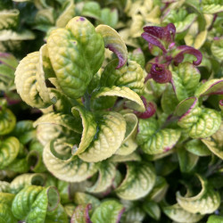 Leucothoe axillaris curly gold®