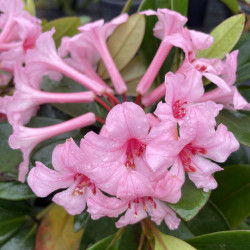 Rhododendron vireya first light