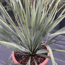 Yucca filamentosa x Yucca thompsoniana 12 litres