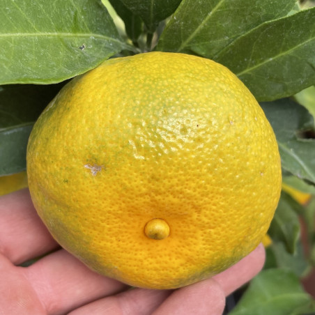 Citrus satsuma maxima