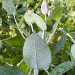 Eucalyptus globulus