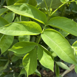 Staphylea pinnata