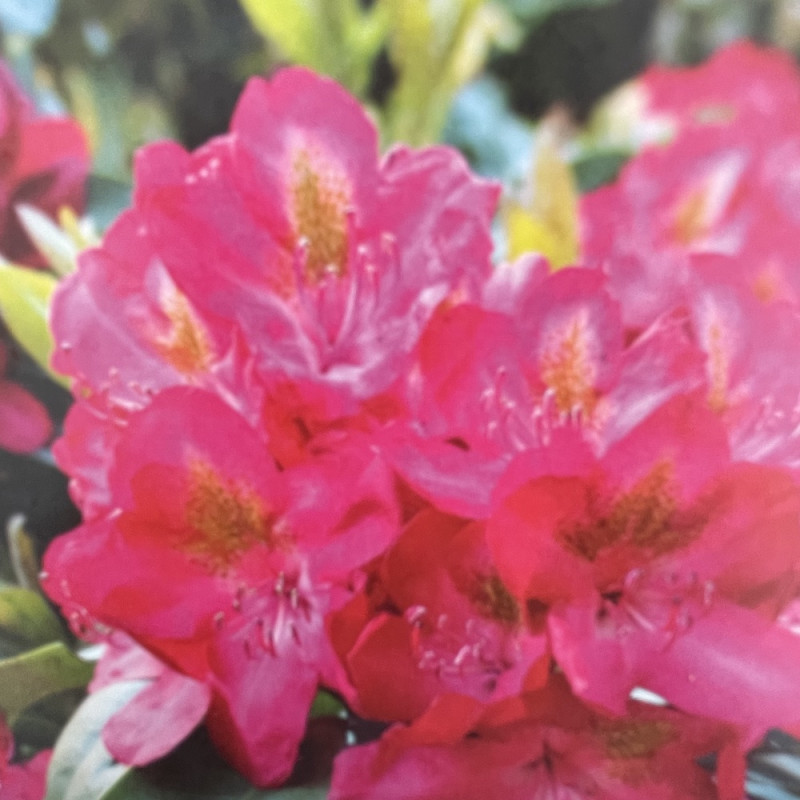 Rhododendron EasyDENDRON® junifever Rhododendron EasyDENDRON® junifever