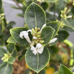 Osmanthus x heaven scent®