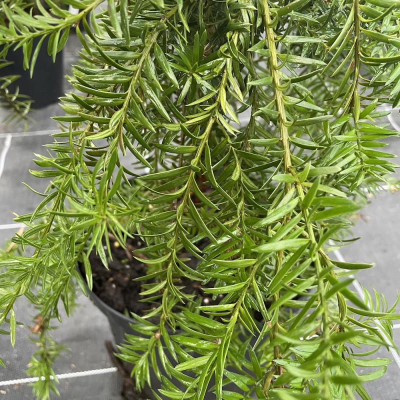 Podocarpus totara pendula