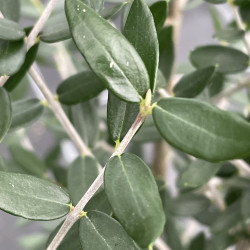 Olea sylvestris