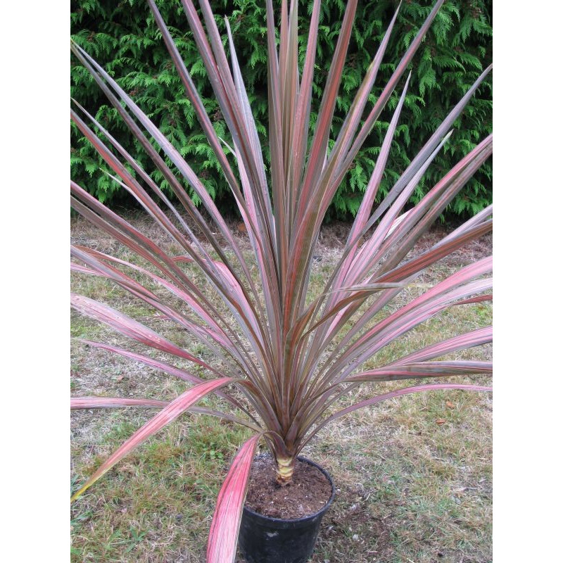 Cordyline 'kiwi dazzler'