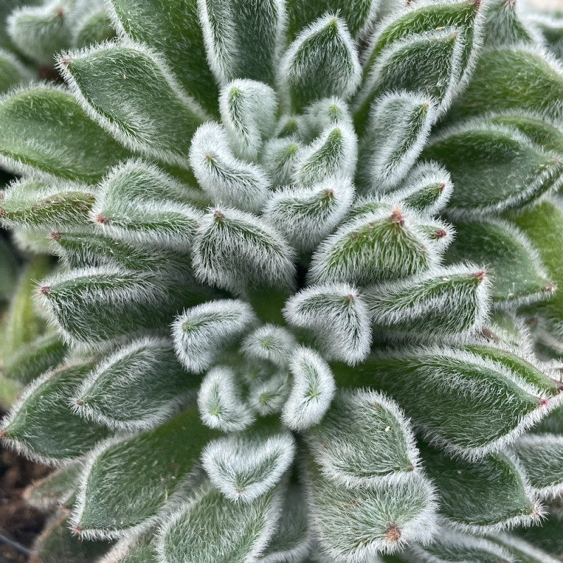 Echeveria setosa