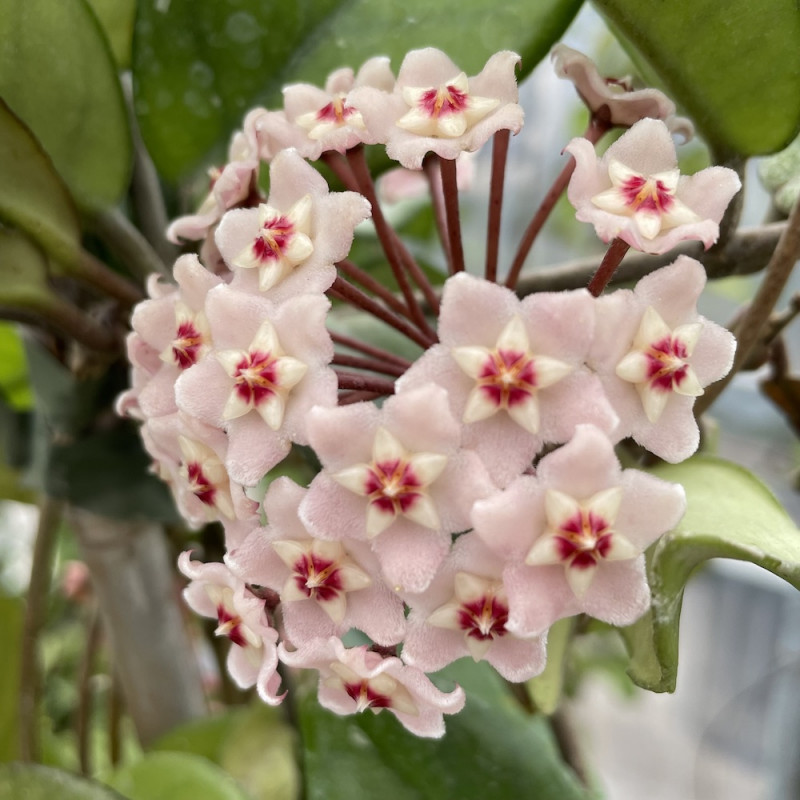 Hoya carnosa