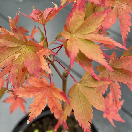 Acer amoenum kagero