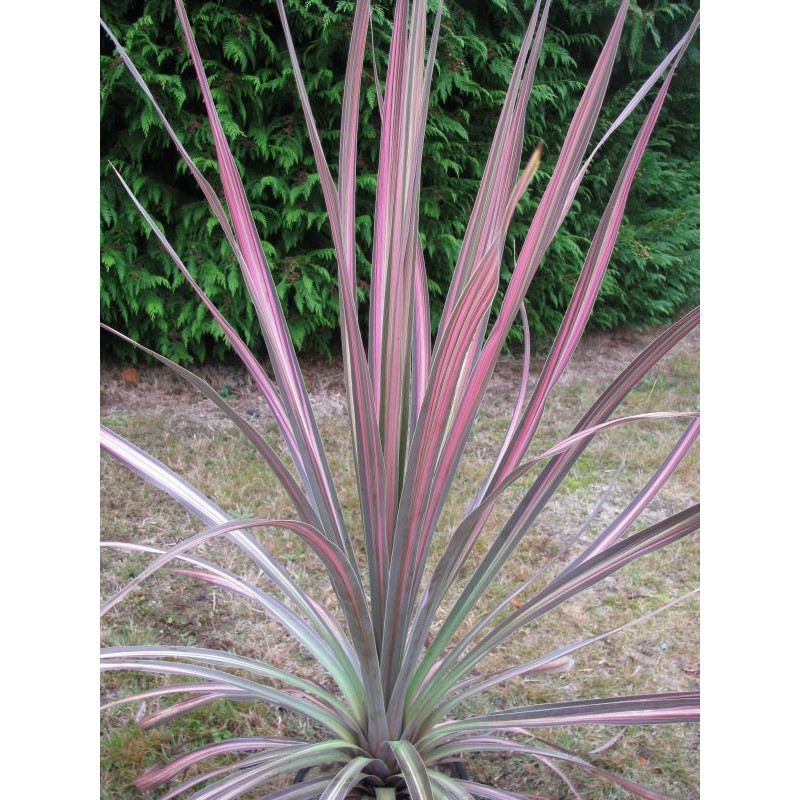 Cordyline 'coral'