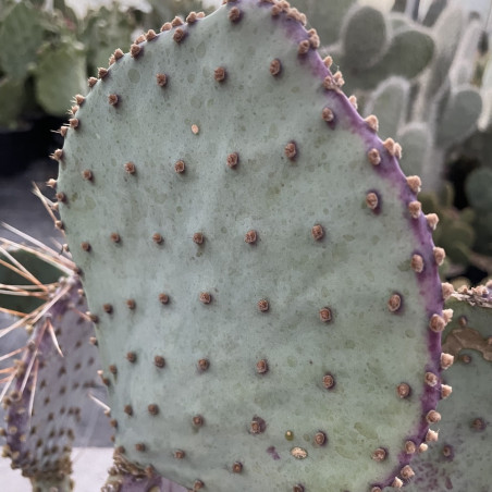 Opuntia violacea Santa Rita