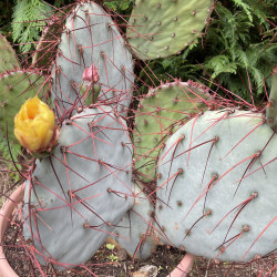 Opuntia azurea