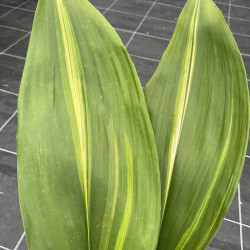 Aspidistra zebra