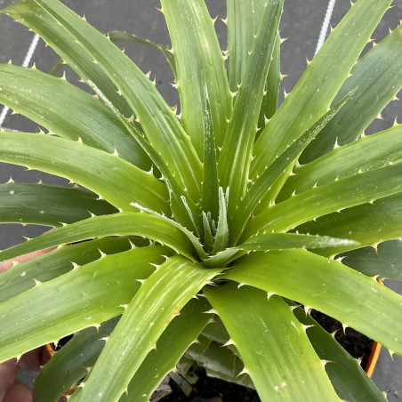 Puya sodiroana