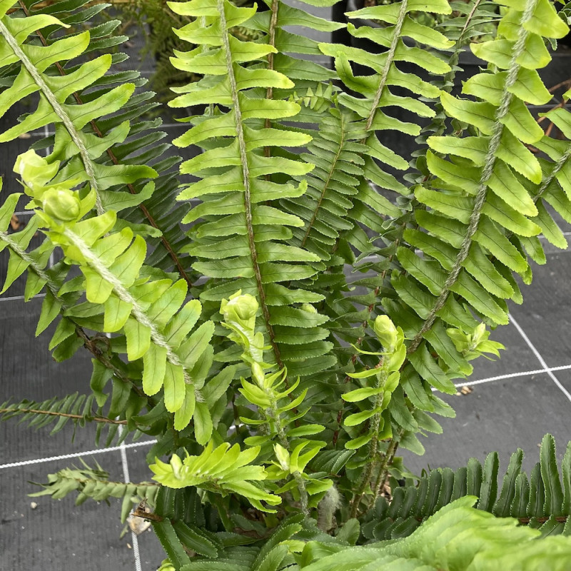 Nephrolepsis arctic jungle