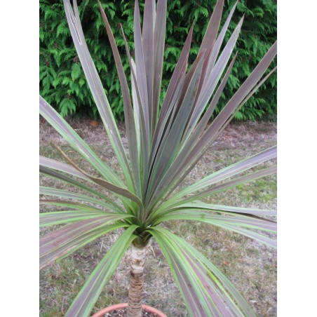 Cordyline 'eurostripe'