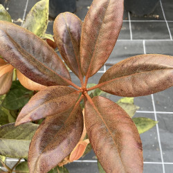Rhododendron vireya calavar