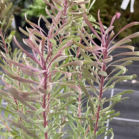 Leucadendron purple haze