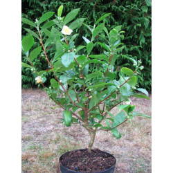 Camellia sinensis 4 litres