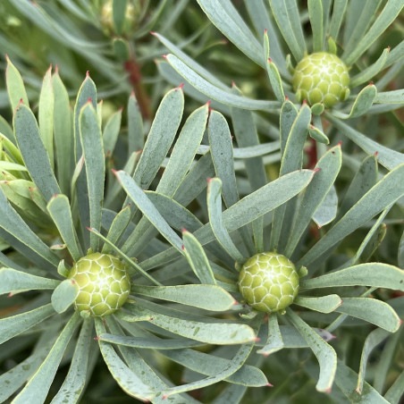 Protea scolymocephala