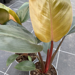 Philodendron Congo rojo