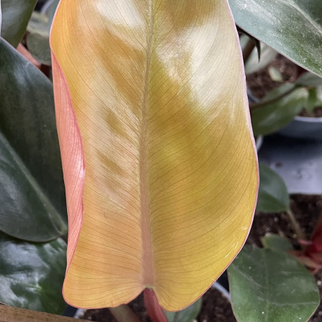 Philodendron erubescens 'Congo rojo'