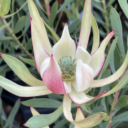 Leucadendron Harlequin MMEA®