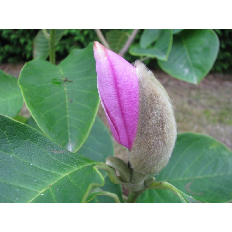 Magnolia 'Apollo'