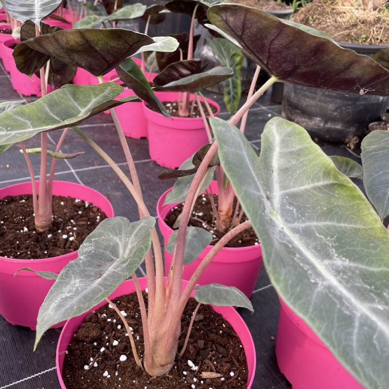 Alocasia pink dragon