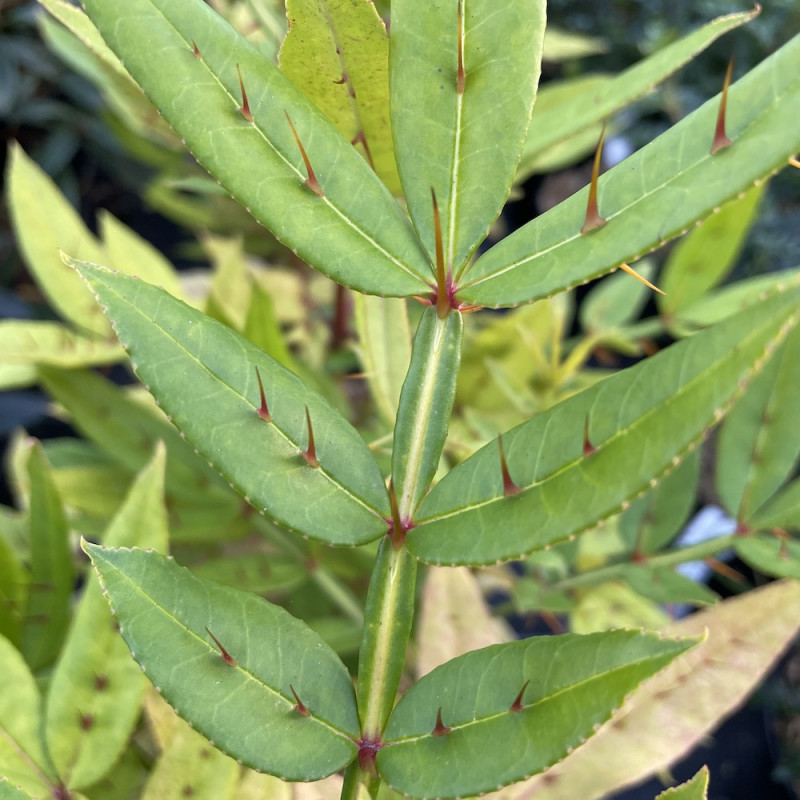 Zanthoxylum armatum