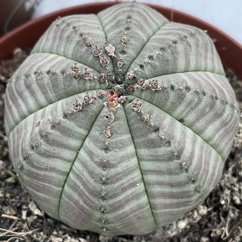 Euphorbia obesa