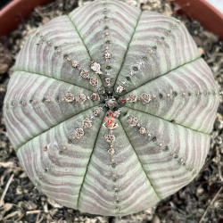 Euphorbia obesa